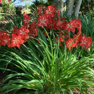 Three Stargazer amaryllis bulbs  and one Apple Blossom Amaryllis bulb.